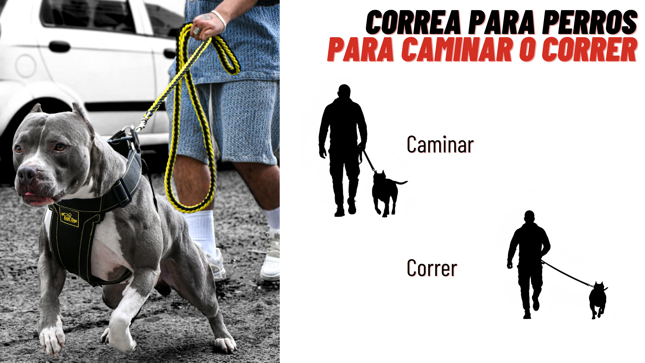 correa para perro