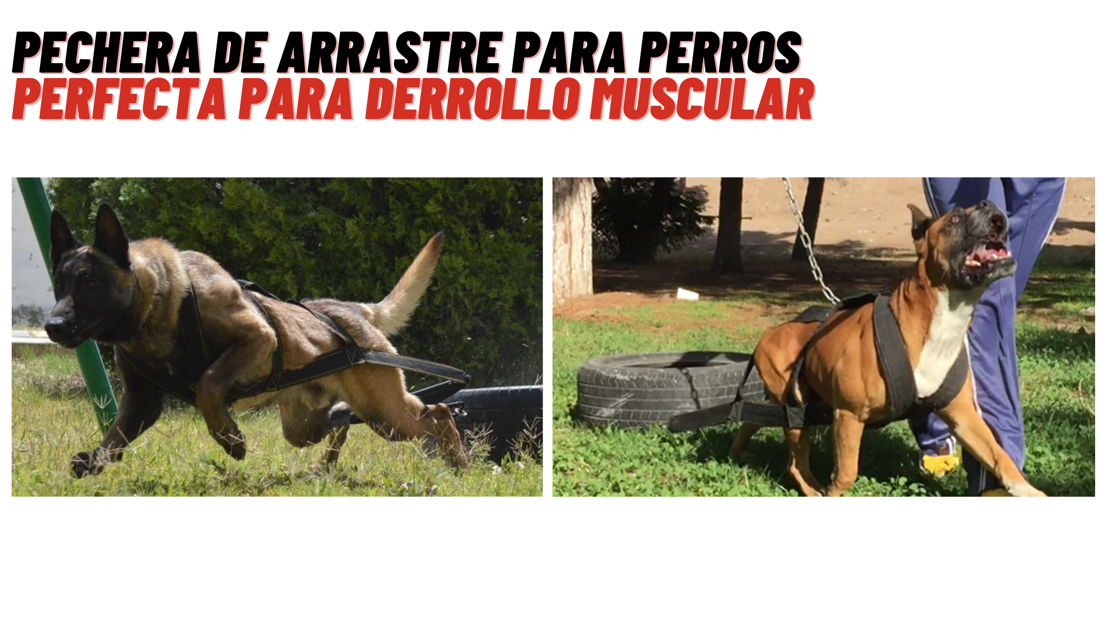 Pechera de arrastre para perros
Perfecta para desarrollo muscular