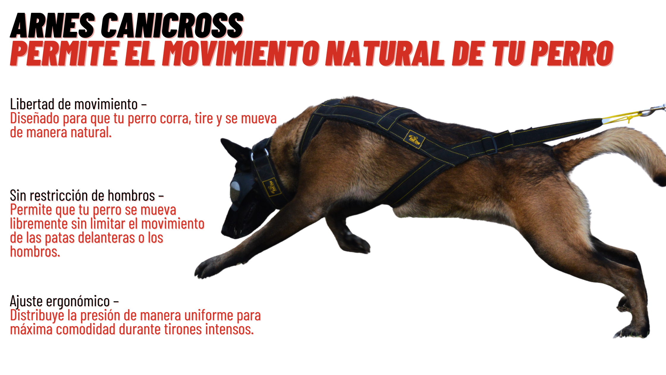 canicross arnes