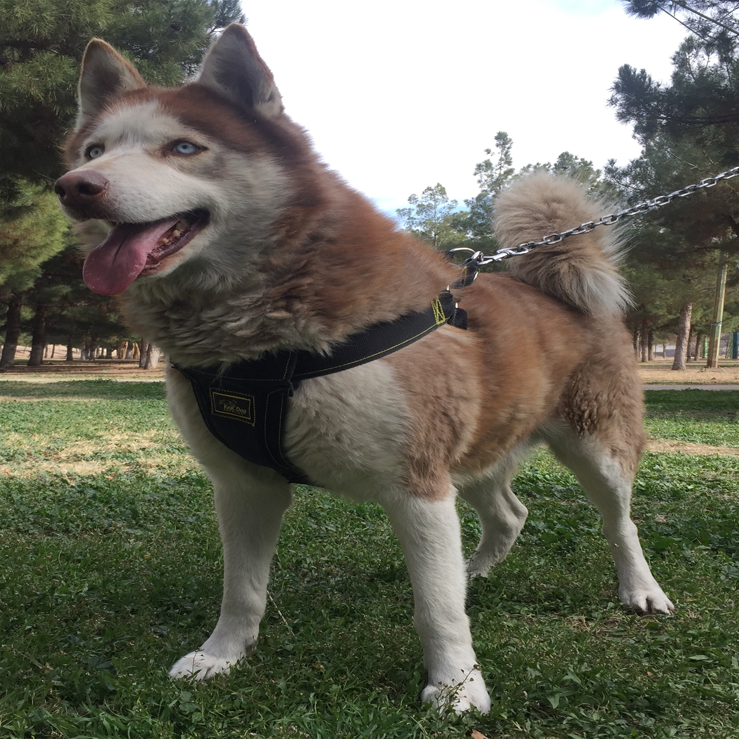 pecheras para perros husky siberiano