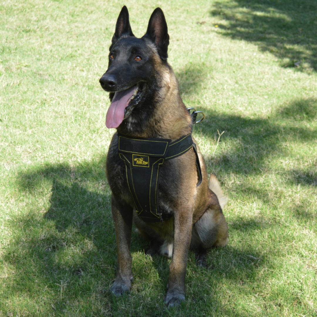 pechera para pastor belga malinois