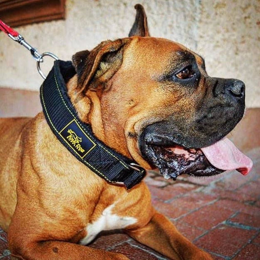 collar para perro