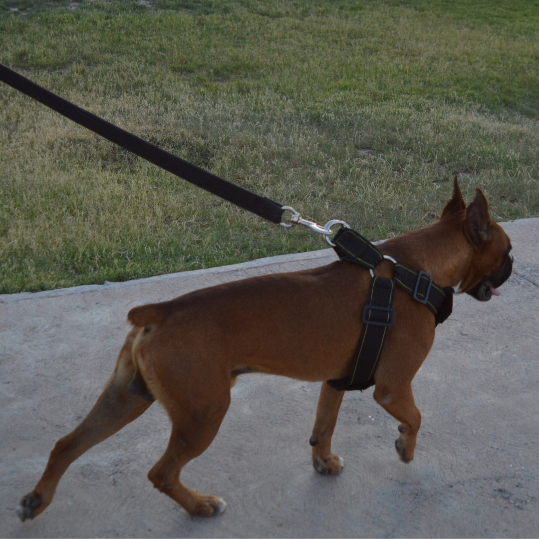 Easy walk harness