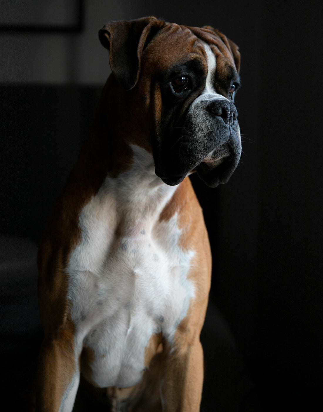 Why a Boxer will never attack a child?