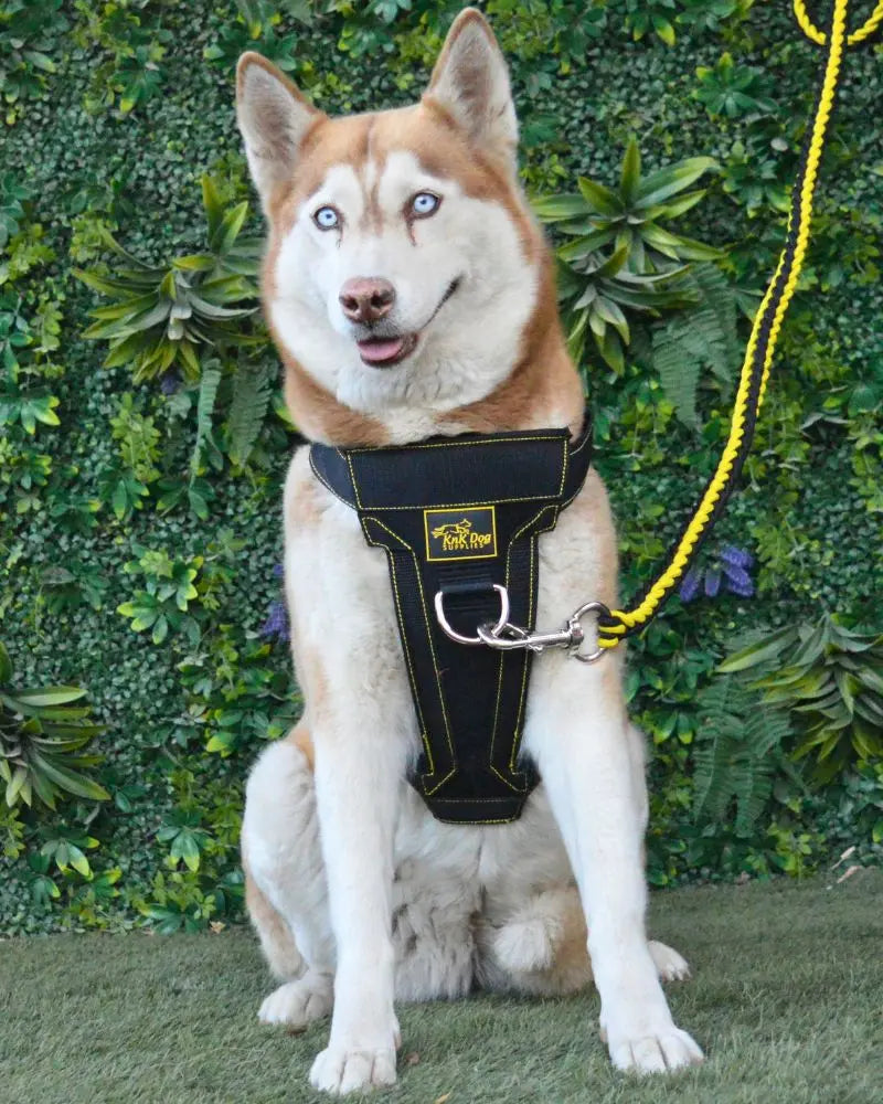 Front Clip Dog Harness