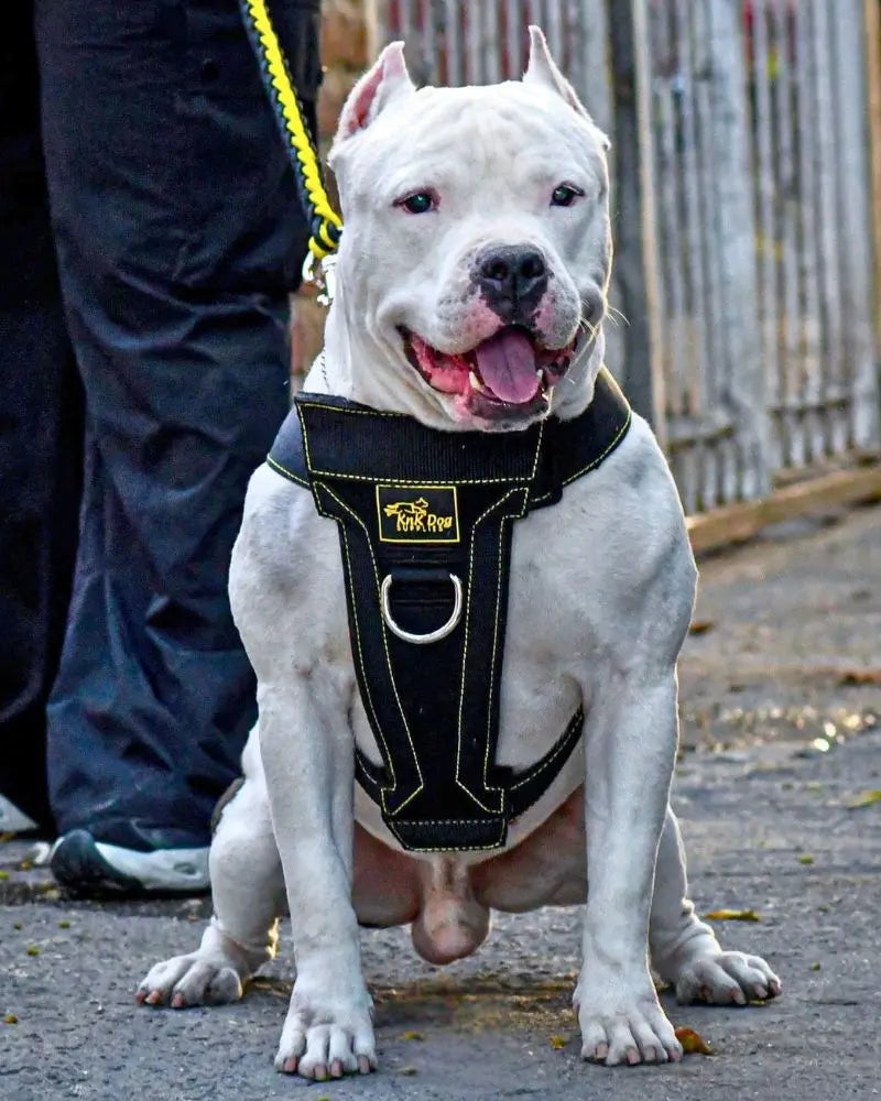 No Pull Front Clip Pitbull Dog Harness for Pitbull