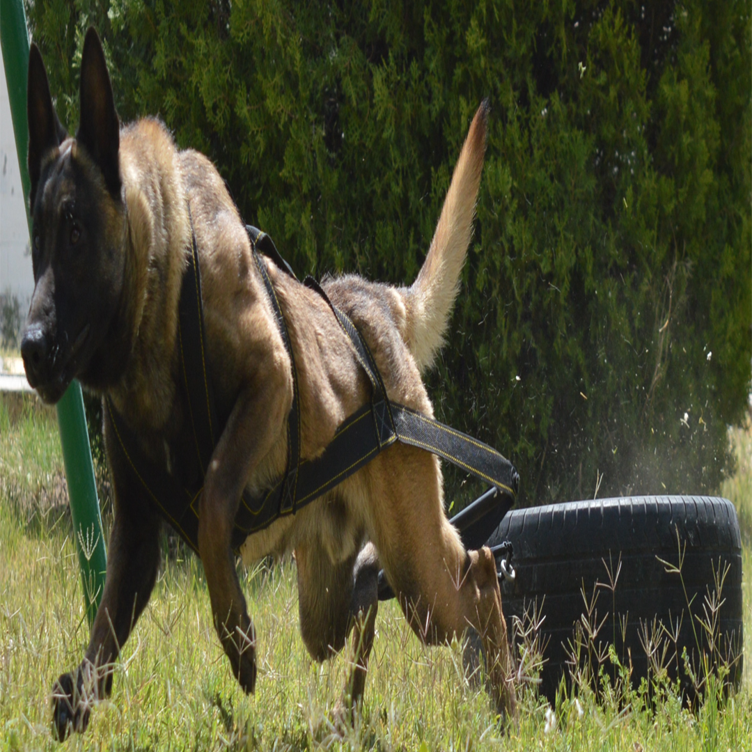 best dog harness for pulling