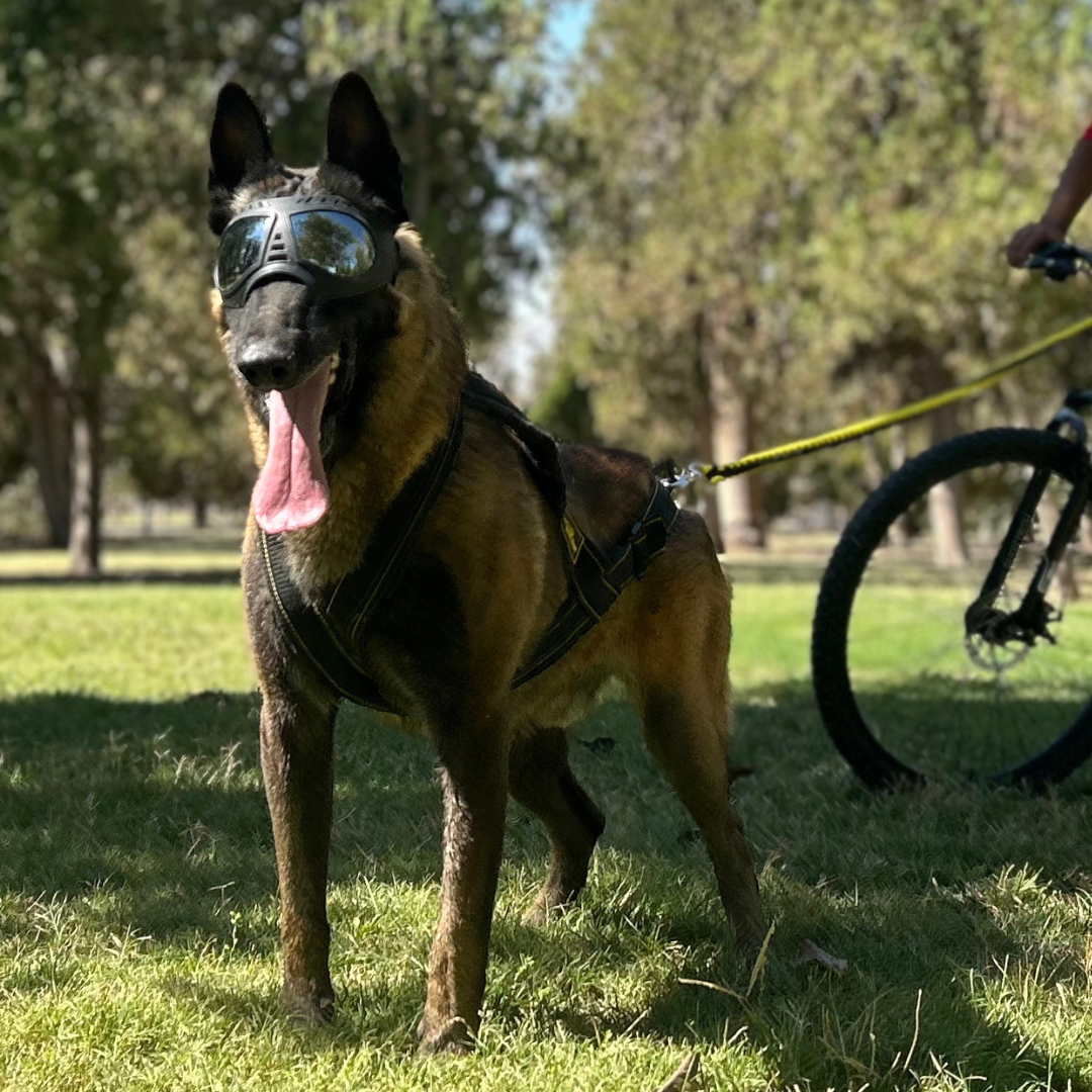 Arnes para Mushing, Canicross o Bikejoring